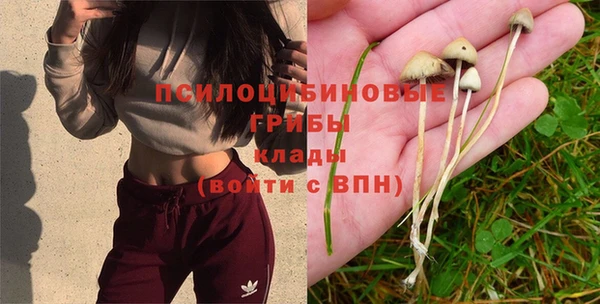 стаф Арсеньев