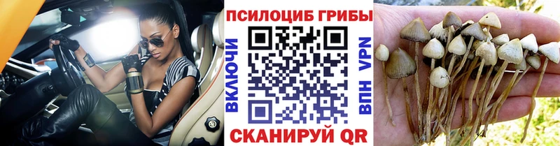 наркотики  Венёв  Галлюциногенные грибы мицелий 
